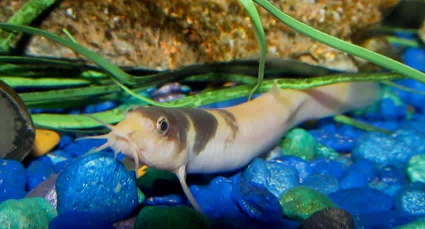 happy fish dream aquarium happy fish dream aquarium