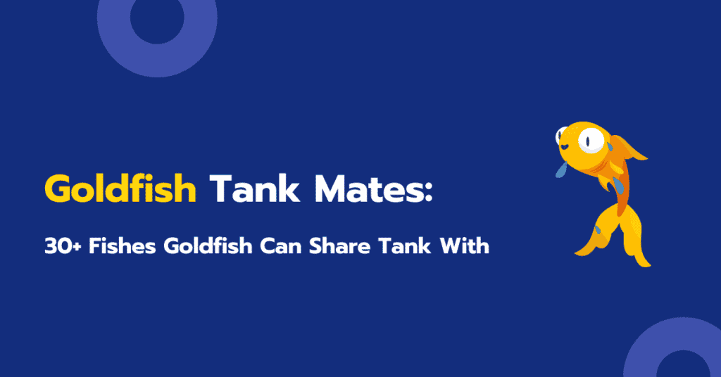 Goldfish Tank Mates