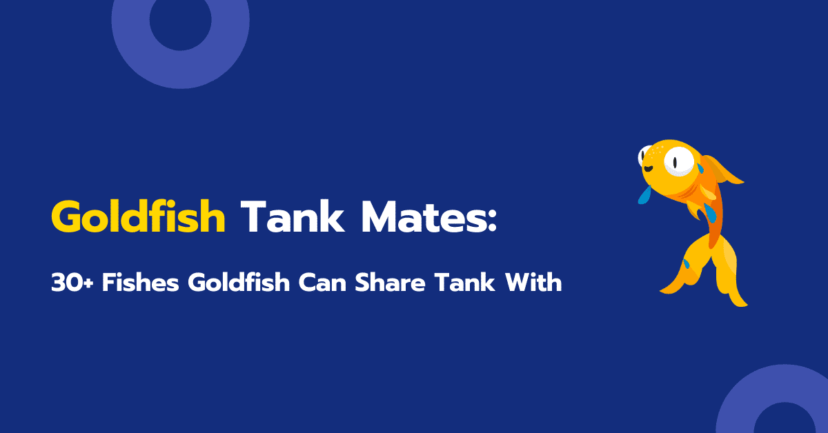 Goldfish Tank Mates: 30+ Fishes Goldfish Can Share Tank With