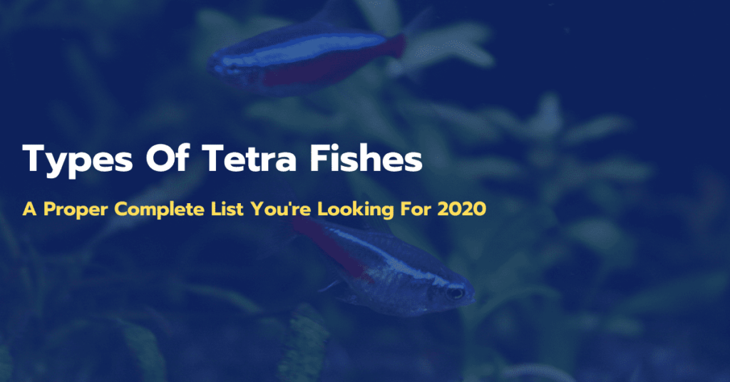 Types Of Tetra Fishes