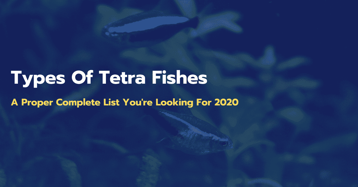 50+ Amazing and Popular List Of Types Of Tetra Fishes 2021