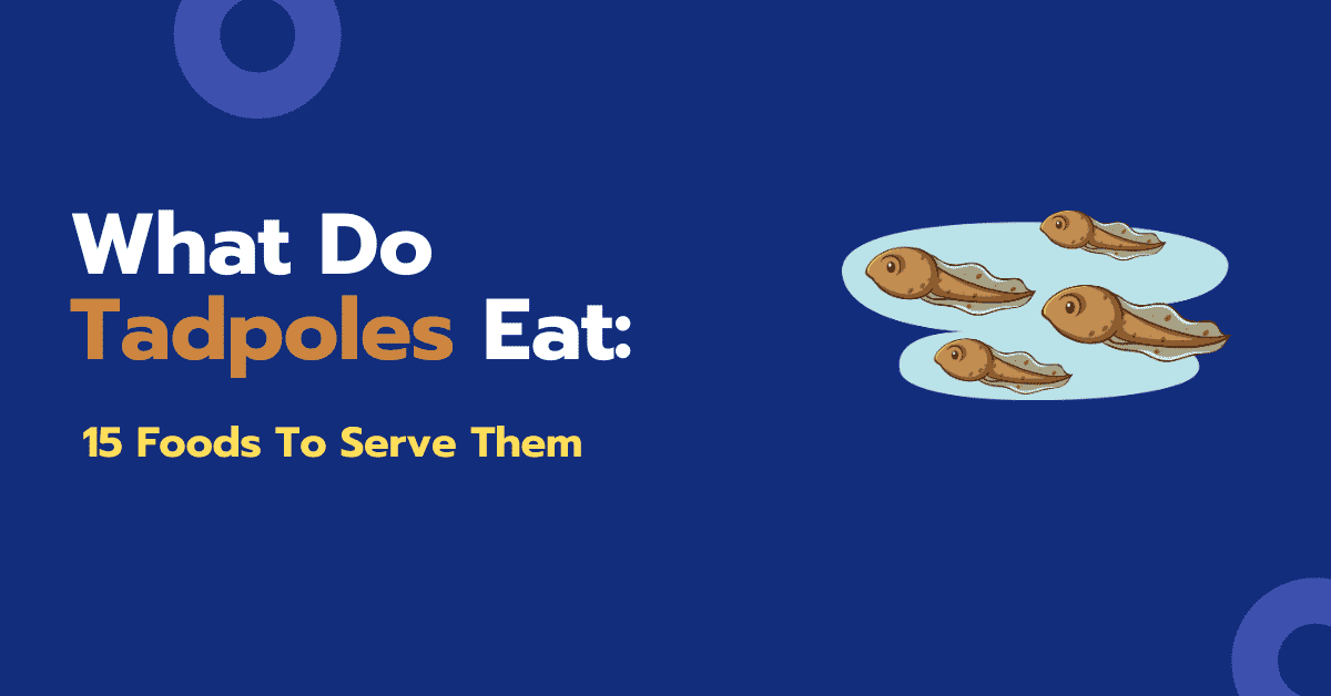 What Do Tadpoles Eat