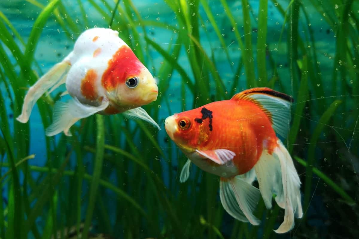 cold water snails for goldfish aquarium