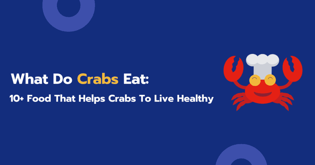 What Do Crabs Eat