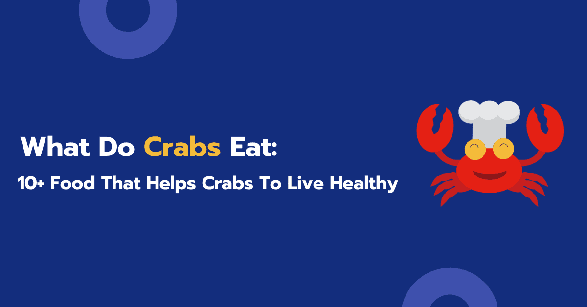 What Do Crabs Eat In The Tank? 10+ Food You Need To Know