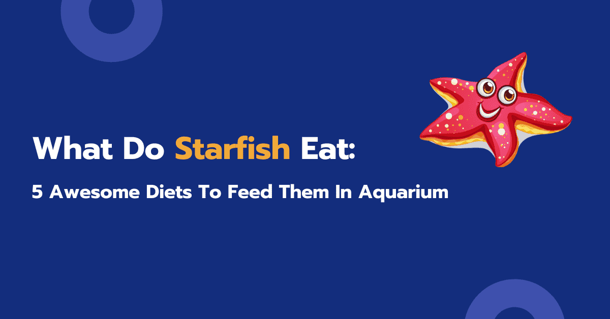 What Do Starfish Eat: 5 Awesome Diets To Feed Them