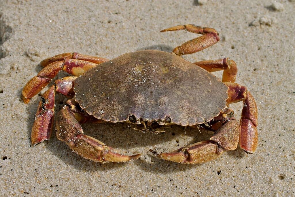 What Do Crabs Eat: 10+ Food That Helps Crabs To Live Healthy