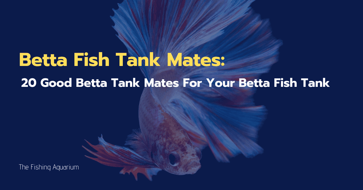 20 Good Betta Tank Mates For Your Tank #5 Is Beautiful