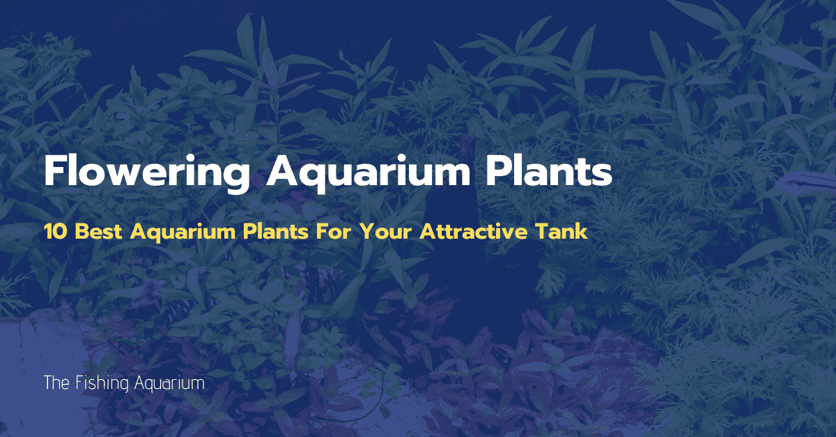 10 Best Flowering Aquarium Plants For Your Attractive Tank