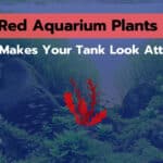 7 Red Aquarium Plants To Make Your Tank Look Attractive