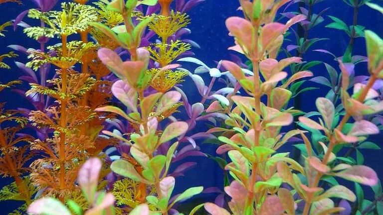 flowering aquarium plants