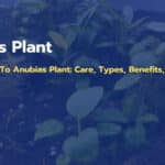 Perfect Guide To Anubias Plant: Care, Types, Benefits & More