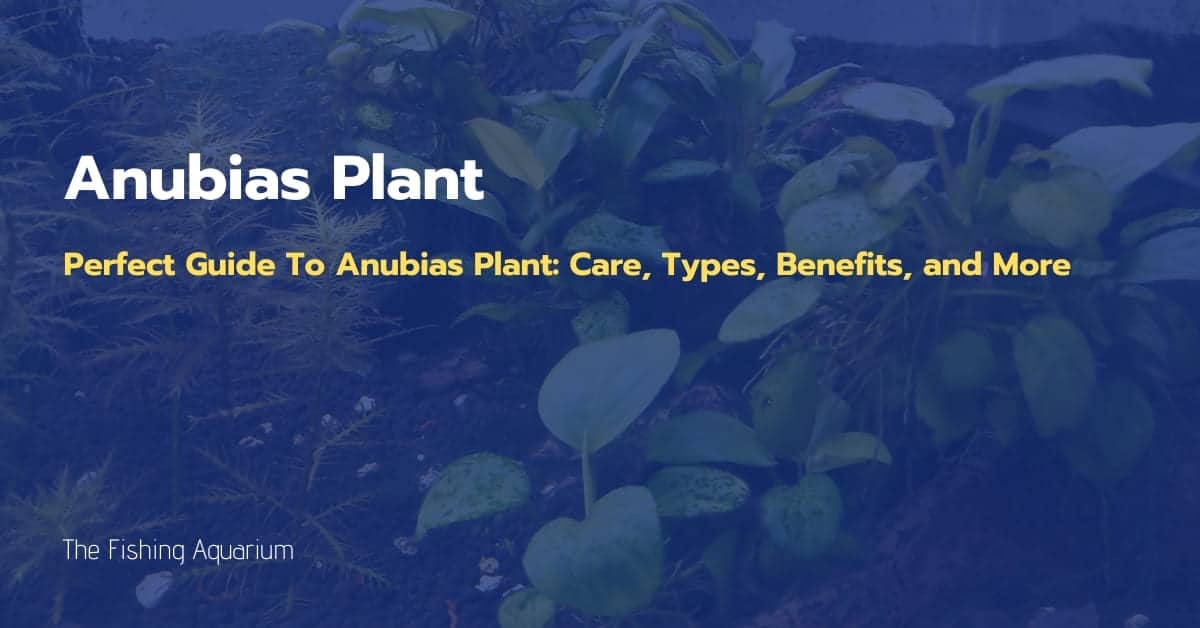 Perfect Guide To Anubias Plant Care, Types, Benefits, and More