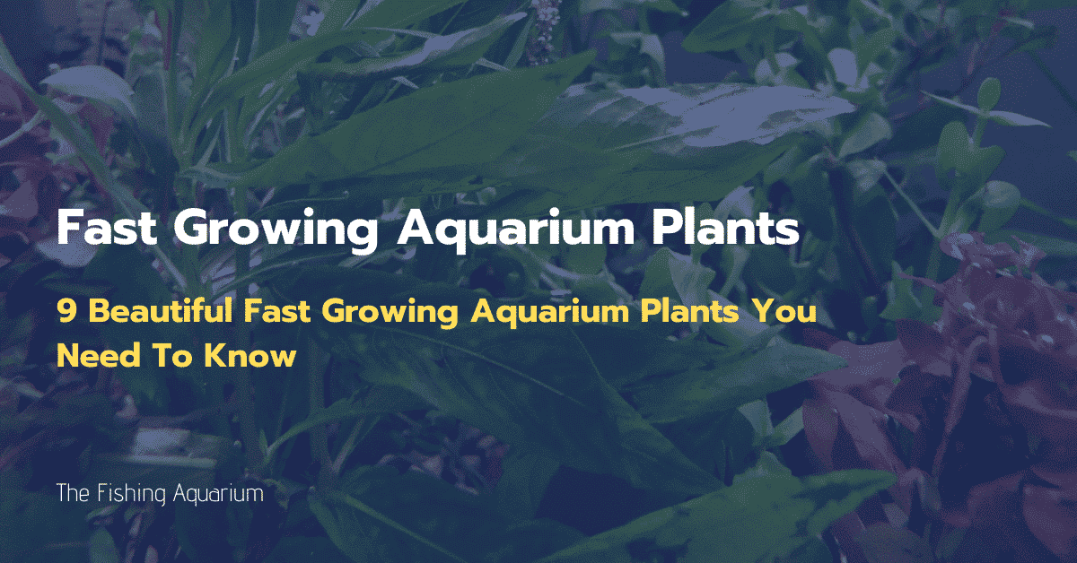 9 Beautiful Fast Growing Aquarium Plants You Need To Know