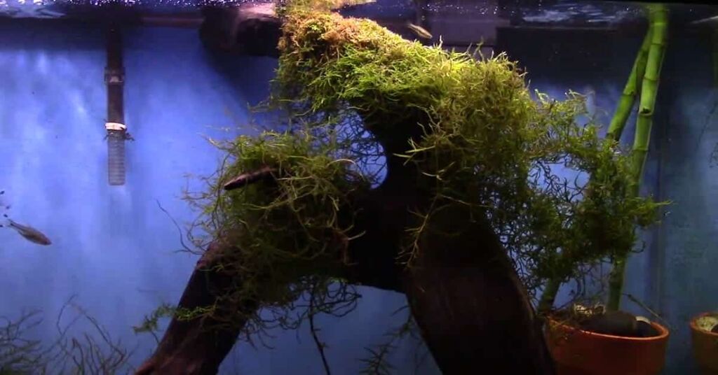 9 Beautiful Fast Growing Aquarium Plants You Need To Know - Fast Growing Aquarium Plant Java Moss