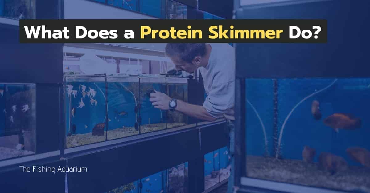 What Does a Protein Skimmer Do?