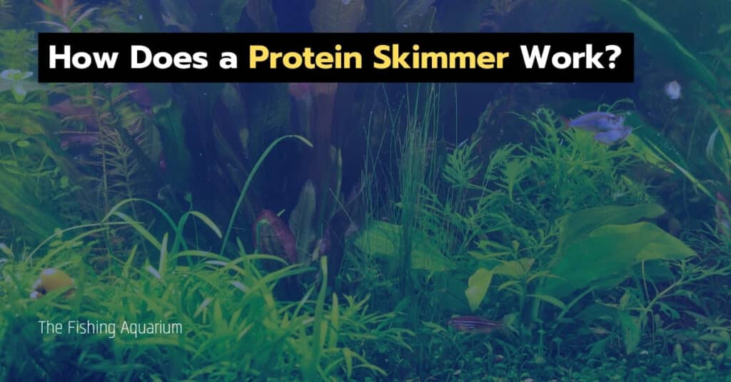 How Does a Protein Skimmer Work