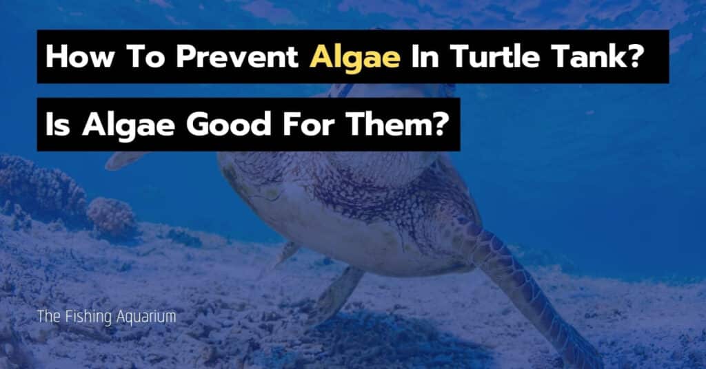 how to prevent algae in turtle tank