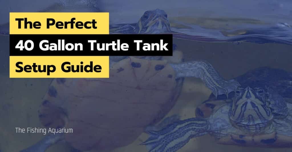 40 Gallon Turtle Tank