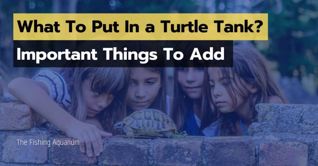 What To Put In a Turtle Tank