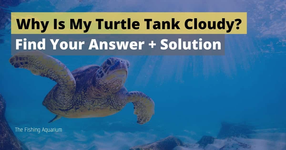 Why Is My Turtle Tank Cloudy? Here's The Answer and Solution