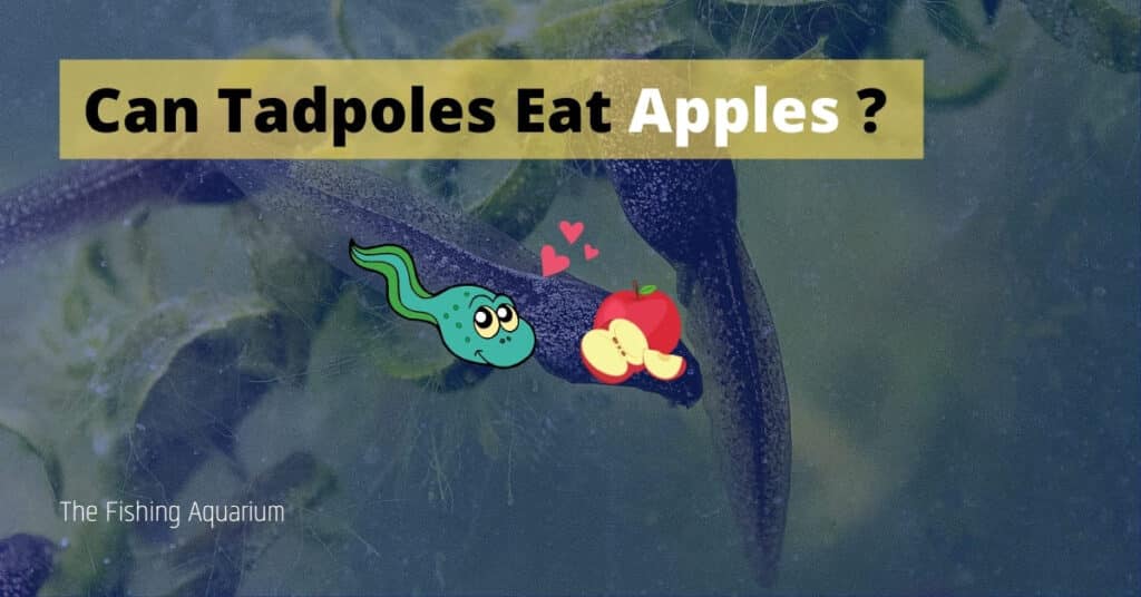 Can Tadpoles Eat Apples