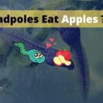 Can Tadpoles Eat Apples? 9 Benefits Of Eating Apples