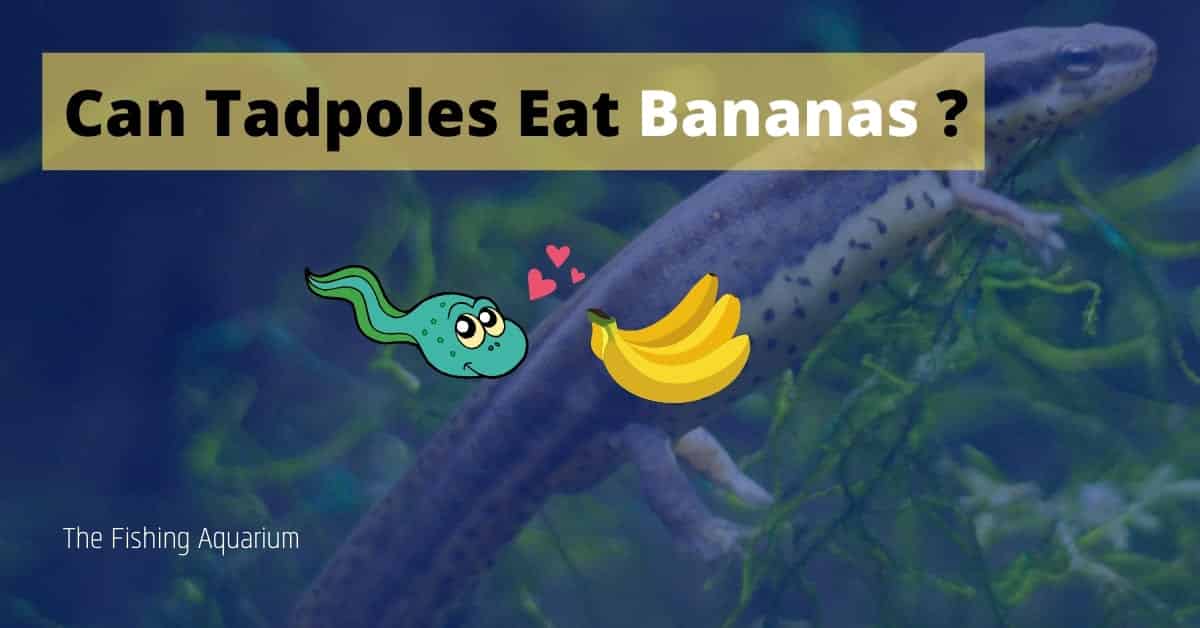 Can Tadpoles Eat Bananas