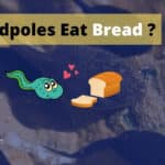 Can Tadpoles Eat Bread? Benefits Of Eating Bread For Tadpoles
