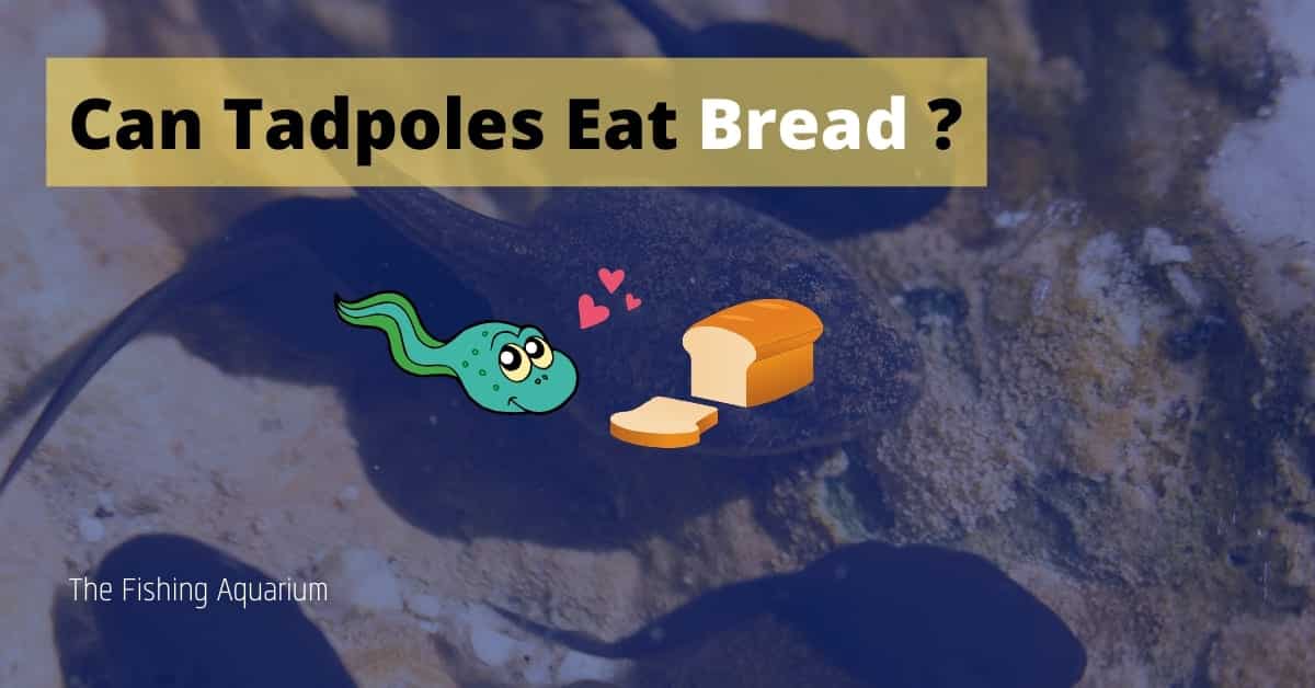 Can Tadpoles Eat Bread