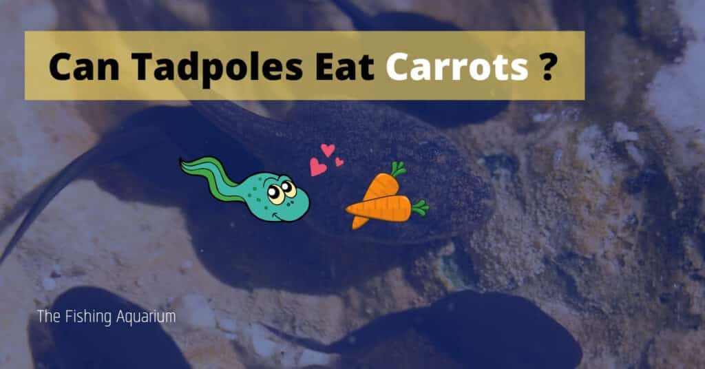 Can Tadpoles Eat Carrots