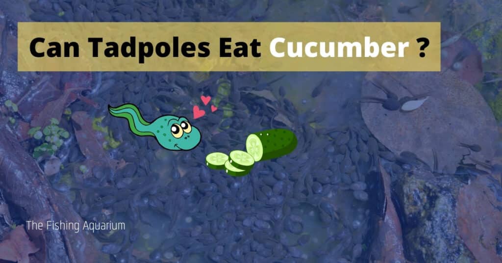 Can Tadpoles Eat Cucumber