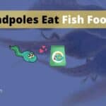 Can Tadpoles Eat Fish Food? The Benefits and The Harms