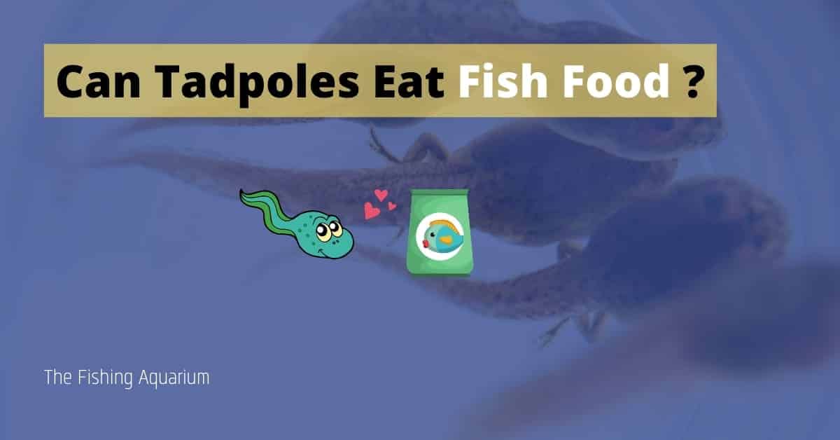 Can Tadpoles Eat Fish Food? The Benefits and The Harms
