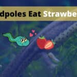 Can Tadpoles Eat Strawberries? 7 Benefits Of Strawberries