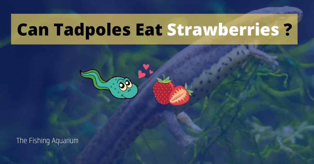 Can Tadpoles Eat Strawberries