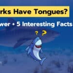 Do Sharks Have Tongues? The Answer + 5 Interesting Facts