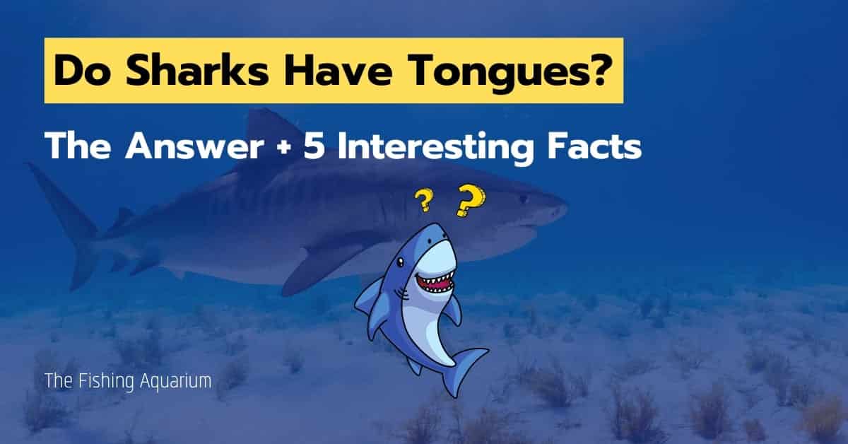 Do Sharks Have Tongues
