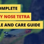 The Complete Rummy Nose Tetra Profile and Care Guide 2021