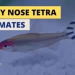 Rummy Nose Tetra Tank Mates