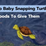 What Do Baby Snapping Turtles Eat? Top 7 Foods To Feed