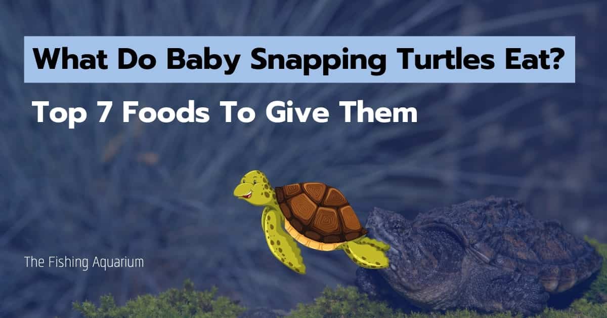 What Do Baby Snapping Turtles Eat