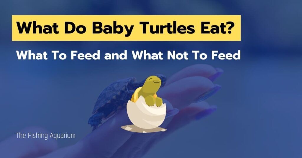 What Do Baby Turtles Eat