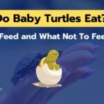 What Do Baby Turtles Eat? What To Feed and What Not To