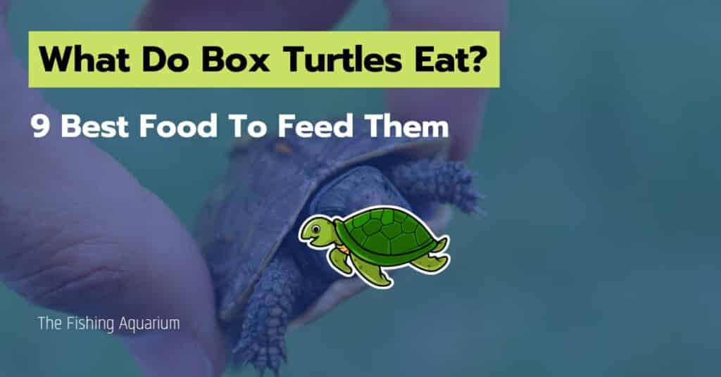 What Do Box Turtles Eat