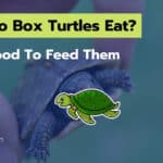 What Do Baby Box Turtles Eat? Top 9 Food You Can Feed