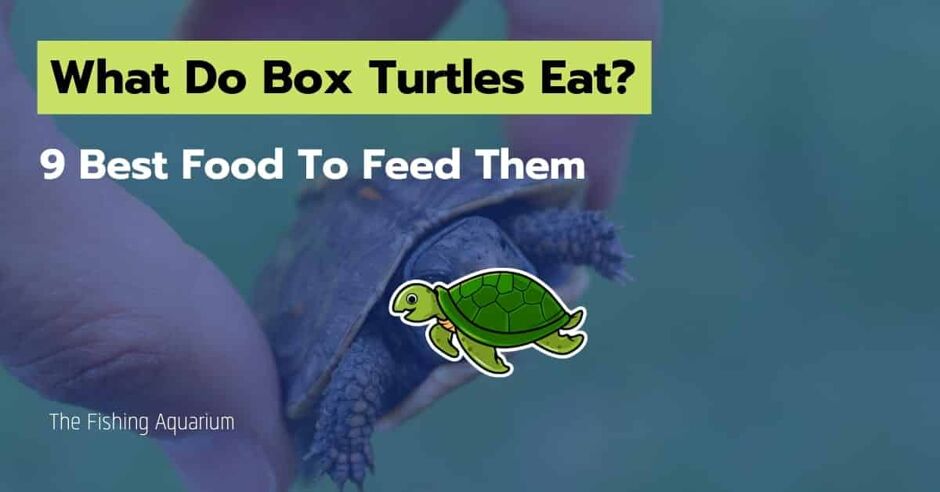 What Do Baby Box Turtles Eat? Top 9 Food You Can Feed