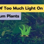 13 Signs Of Too Much Light On Aquarium Plants