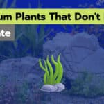 16 Aquarium Plants That Don't Need Substrate | Easy To Care
