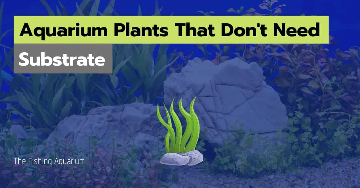 16 Aquarium Plants That Don't Need Substrate | Easy To Care